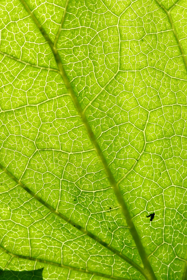 green leaf vein - Foto, Imagem