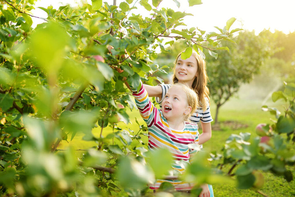 Cute young girls harvesting apples in apple tree orchard in summer day. Children picking fruits in a garden. Fresh healthy food for small kids. Family nutrition in summer. - Valokuva, kuva