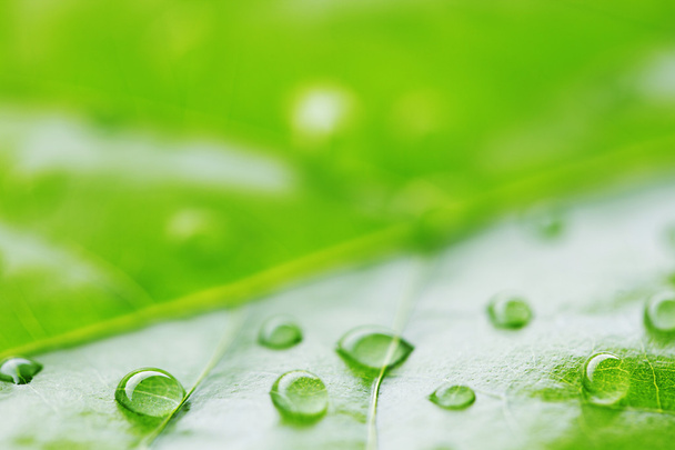 Water drop on green leaf - Foto, afbeelding