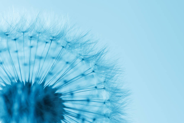 Dandelion abstract background. Shallow depth of field. Spring concept - Photo, Image