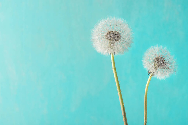 Dandelion flowers with dew drops on blue background. Soft focus. Spring concept - Photo, Image