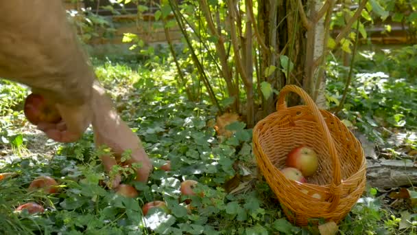 Adam yerden bir elma topluyor. Organik elma hasadı, erkek elleri güneşli yaz gününde yeşil ve kırmızı elma hasat ediyor. Sağlıklı yeme kavramı - Video, Çekim