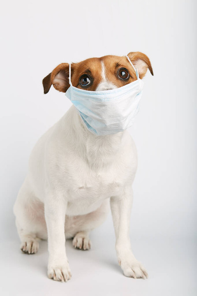 白い背景に座って汚染や病気を保護するためのマスクを身に着けているジャックラッセルや小さな犬の品種. - 写真・画像