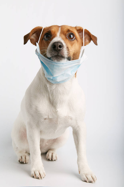 Jack Russell lub małe rasy psów siedzi na białym tle i nosi maskę dla ochrony przed zanieczyszczeniem lub chorobą. - Zdjęcie, obraz