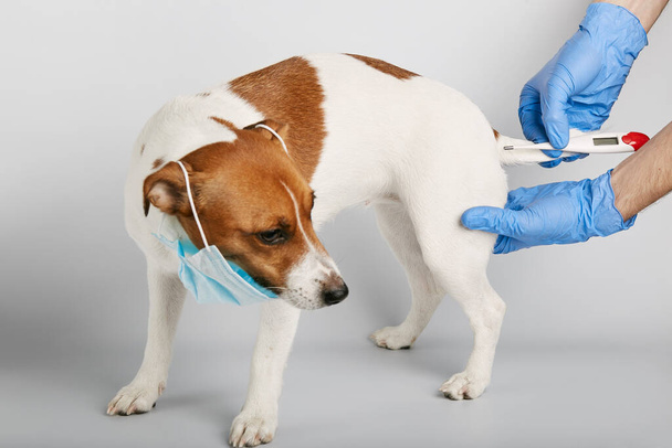 Jack Russell ya da küçük köpek beyaz arka planda ürüyor ve kirliliği ya da hastalığı korumak için maske takıyor. Veteriner vücut ısısını ölçtü. Tedavi - Fotoğraf, Görsel
