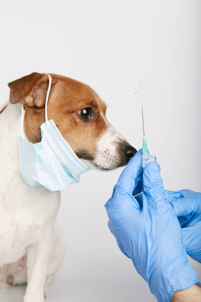 Jack Russell o cani di piccola taglia allevano seduti sullo sfondo e indossano una maschera per proteggere un inquinamento o una malattia. Il vaccino è stato iniettato con siringa dal proprietario. Trattamento
 - Foto, immagini