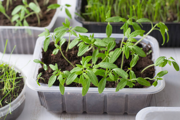 Plántulas de tomate y otras plantas que crecen en el jardín casero
 - Foto, Imagen