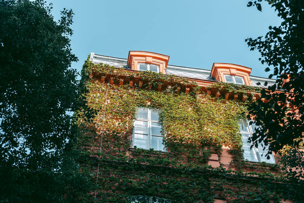 Plantas verdes trepadoras en la fachada de un antiguo edificio
 - Foto, Imagen