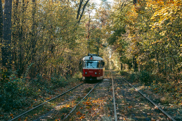 Старий червоний трамвай в осінньому лісі
 - Фото, зображення
