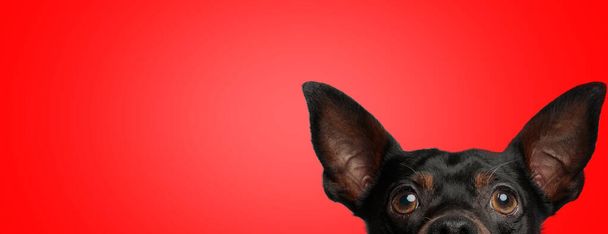 közeli kép egy imádnivaló pincher kutya fekete szőrme kitéve kamera csak a fél fejét a piros stúdió háttér - Fotó, kép