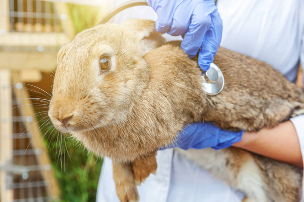 Veterinární lékař žena se stetoskopem držení a zkoumání králíka na ranči pozadí zblízka. Bunny v rukou veterináře pro kontrolu v přírodní ekologické farmě. Koncept péče o zvířata a ekologického zemědělství - Fotografie, Obrázek