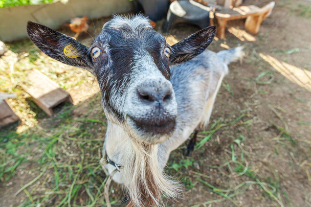 Мила коза відпочиває на ранчо ферми в літній день. Домашні кози пасуться в пасовищах і жуванні, сільському фоні. Коза в натуральній екологічній фермі, що вирощує, щоб дати молоко і сир
 - Фото, зображення