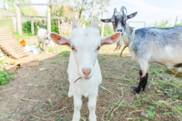 Симпатичный детеныш козы отдыхает на ранчо фермы в летний день. Домашние козы пасутся на пастбищах и жуют, сельские пейзажи. Коза в натуральной экологической ферме растет, чтобы дать молоко и сыр
 - Фото, изображение