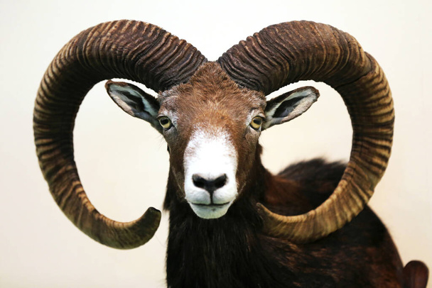 Head shot closeup of an adult male mouflon on the wall as taxidermy. Hunting trophy taxidermy detail objects isolated - Photo, Image