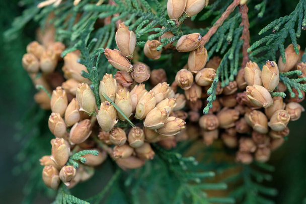 Brown buds with seeds on branches of Thuja occidentalis close up. Northern white-cedar; eastern arborvitae; tree of life. - Photo, Image