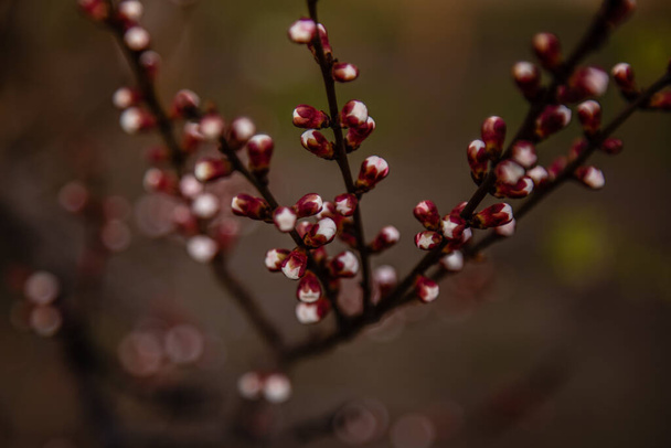 Frühling, ein Zweig blühender Aprikosen - Foto, Bild