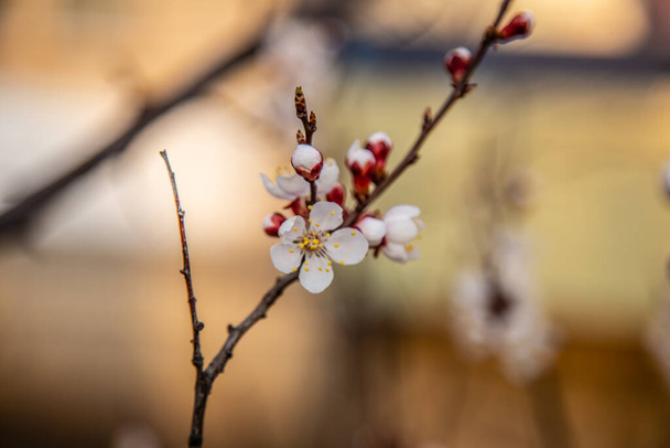Frühling, ein Zweig blühender Aprikosen - Foto, Bild