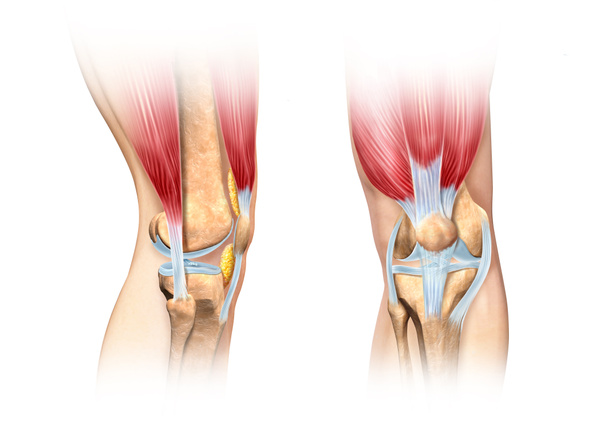 Human knee cutaway illustration. Anatomy image. - Photo, Image