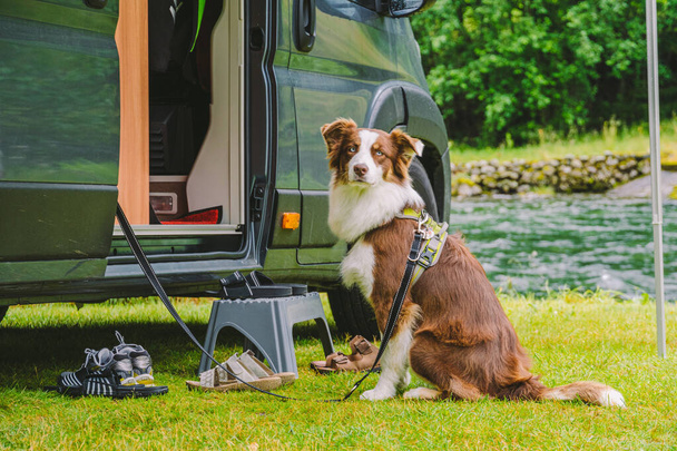ペットとの旅行。ハッピーブラウンドッグボーダーコリー車で旅行。ボーダーコリー犬の車のキャンプの近くに山の川の近くの緑の芝生の上で、ノルウェーに座っている。キャンパーと犬との休日。旅行の準備ができている犬 - 写真・画像