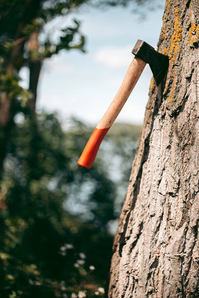 Ax met een rood houten handvat in een boom - Foto, afbeelding