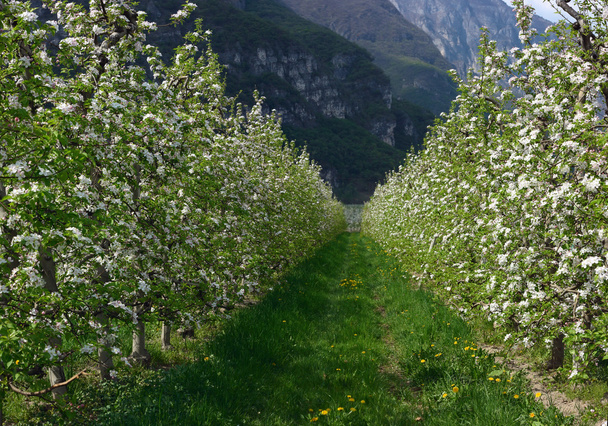 Яблочный сад в цвету
 - Фото, изображение