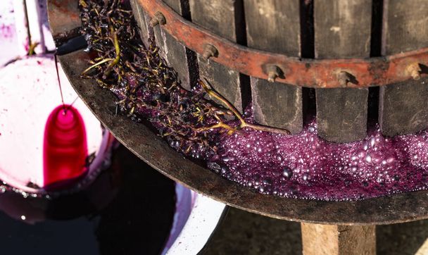  Şarap yapımı. Moldova 'da şarap üretim teknolojisi. Üzüm işlemenin eski halk geleneği. Sıkıştırıcı şarabı bastırmak için kullanılır.. - Fotoğraf, Görsel