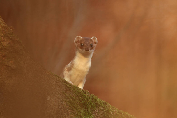 stoat (Mustela erminea),short-tailed weasel in the natural habitat Germany - Photo, Image