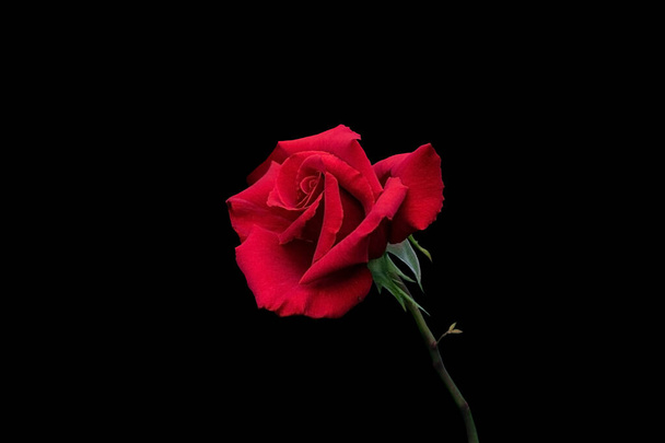 Rózsa virág közelkép. Sekély mélységélesség. Tavaszi virág vörös rózsa elszigetelt fekete háttér - Fotó, kép