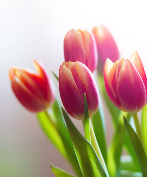 Tulipanes rosados y amarillos, flores de primavera, tulipanes sobre fondo blanco
.  - Foto, Imagen