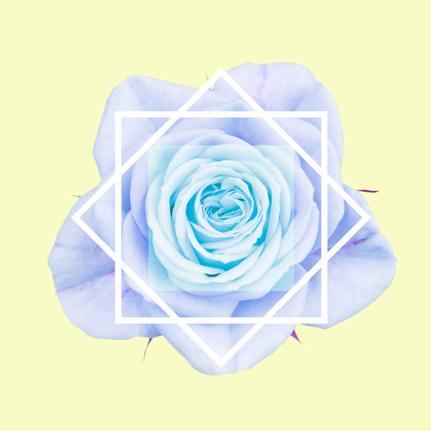 Nahaufnahme einer Rosenblüte mit geometrischen weißen Linien, in Pastellmalve und Blau. Isoliert auf getöntem Hintergrund. - Foto, Bild