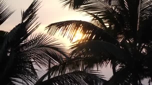 Sötét pálmalevelek a lenyugvó nap sugarainak hátterében - Felvétel, videó