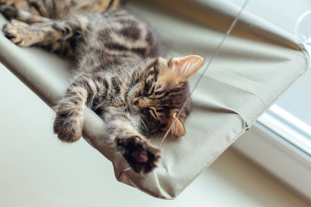 Милый котенок из бенгальского угля, лежащий на кошачьей оконной кровати и спящий. Солнечное место для кошки на окне
. - Фото, изображение