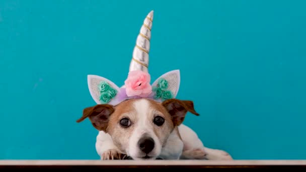 Calma pequeño Jack Russell Terrier perro en divertido casco de unicornio
 - Imágenes, Vídeo