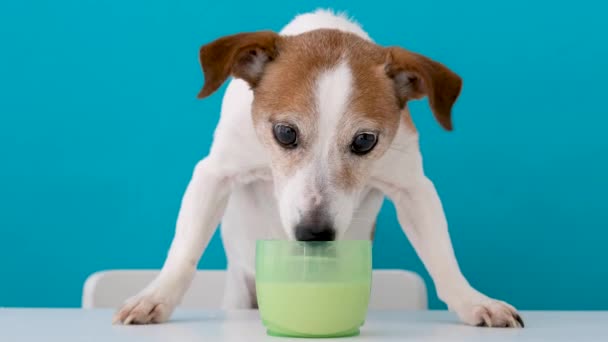 Küçük Jack Russell Terrier köpeği masadaki yeşil şeffaf bardaktan süt içiyor. - Video, Çekim