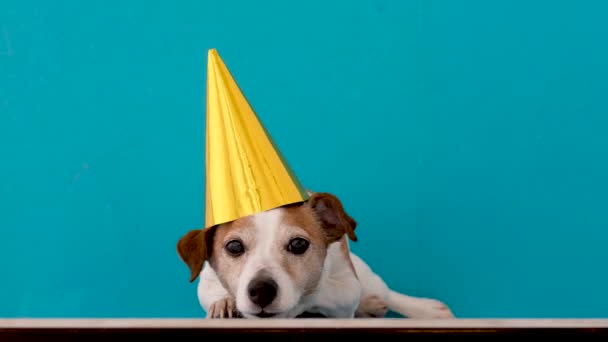 Calm small Jack Russell Terrier dog in funny unicorn headgear - Footage, Video