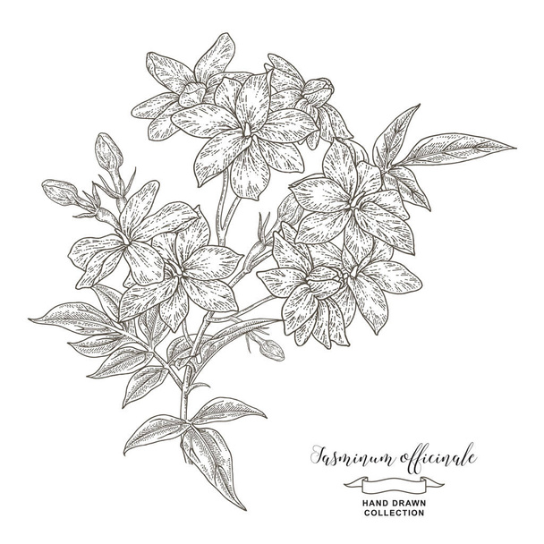 Jázmin ág virágokkal és levelekkel. Kézzel rajzolt Jasminum officinale növény elszigetelt fehér. Vektor illusztráció botanikai. Szüreti metszet. - Vektor, kép
