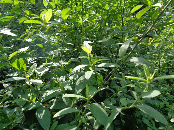 Sida rhombifolia (arrowleaf sida, Malva rhombifolia, rhombus-leaved sida, Paddy 's lucerne, jelly leaf, κουβανέζικη γιούτα, Queensland-cannabis, ινδική κάνναβη) στο φυσικό περιβάλλον. Επίσης να χρησιμοποιείται ως φυτικό φάρμακο. - Φωτογραφία, εικόνα