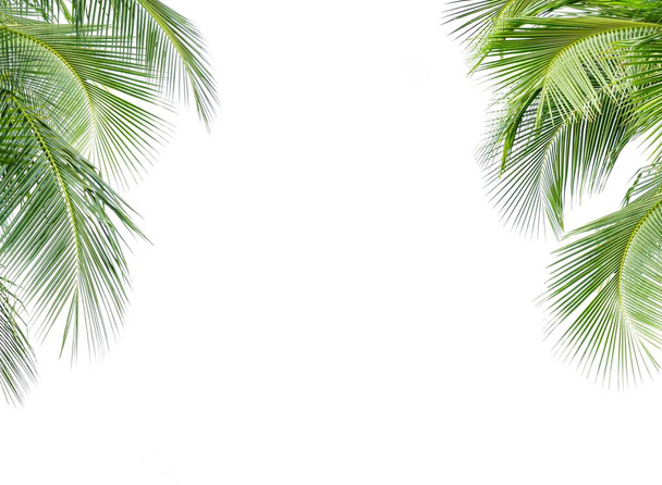 Groen blad van kokosnoot palmboom geïsoleerd op witte achtergrond - Foto, afbeelding