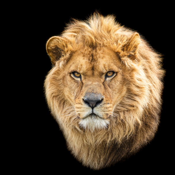 Leijona, jolla musta tausta
 - Valokuva, kuva