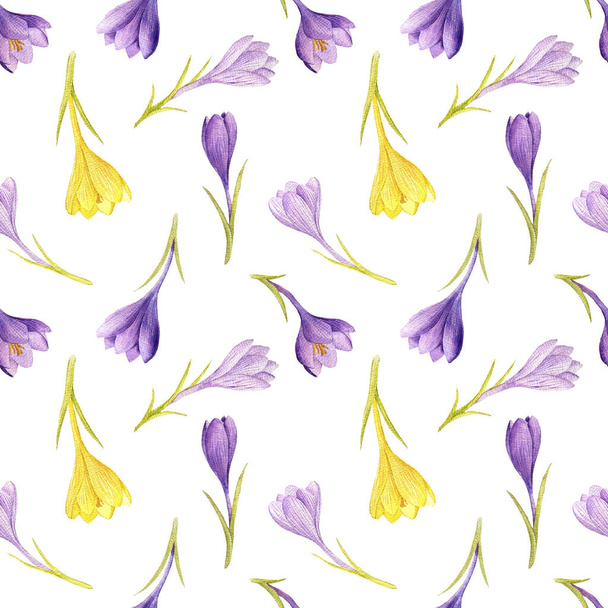 seamless pattern with crocus flowers drawing by watercolor - Φωτογραφία, εικόνα