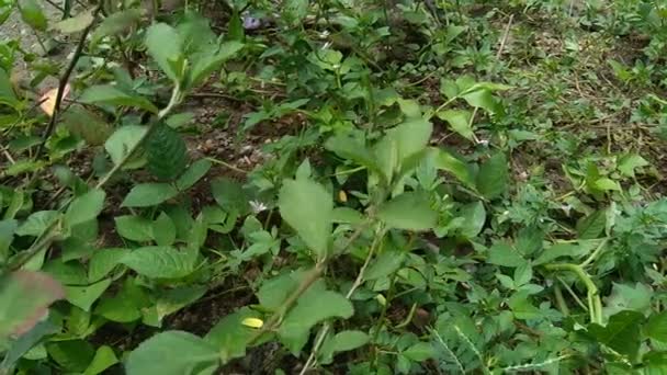 Sida rhombifolia (arrowleaf sida, Malva rhombifolia, rombuszlevelű sida, Paddy 's lucerne, kocsonyalevél, kubai juta, queenslandi kender, indiai kender) a természetben. Gyógynövénykészítményként is használható.. - Felvétel, videó