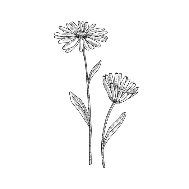 vector drawing pot marigold - Vetor, Imagem