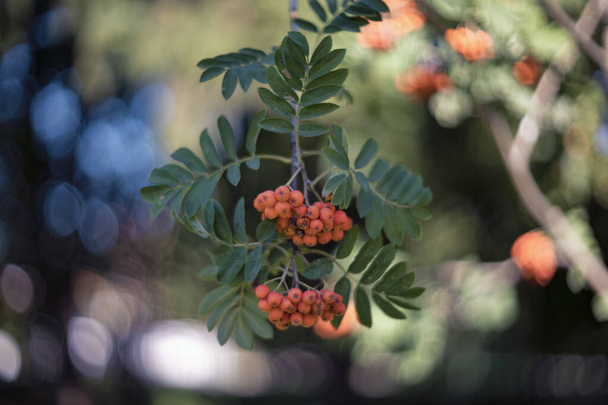 Sorbus aucuparia, commonly called rowan - Photo, Image
