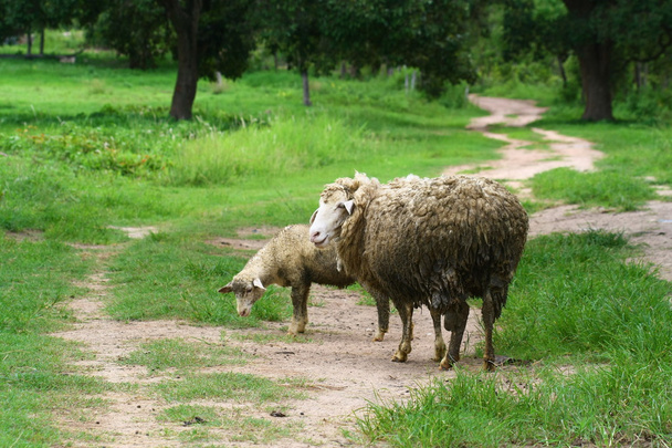 Ovelha mãe e cordeiro
 - Foto, Imagem