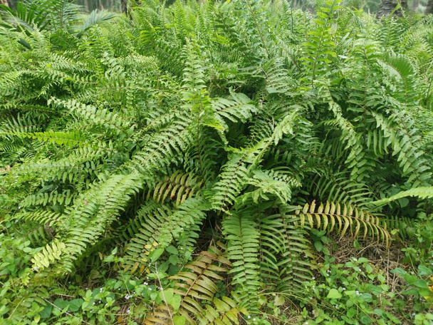 variety of sword fern growing wildly in the forest - Fotó, kép