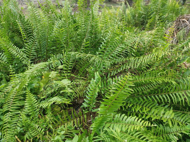 variety of sword fern growing wildly in the forest - Fotó, kép