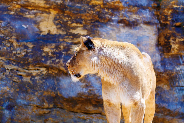 美しい雌ライオンは太陽の下で休んでいる。岩の背景 - 写真・画像