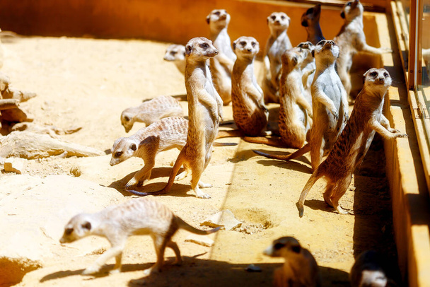 Meerkat στην άμμο, Suricata suricatta. Καφέ χρώμα - Φωτογραφία, εικόνα