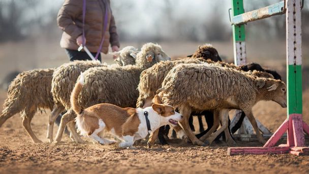 Gallese Corgi pecore al pascolo
 - Foto, immagini