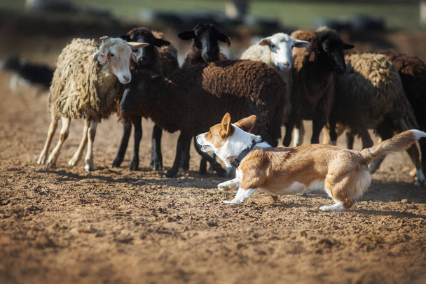 Owce wypasane w Walii Corgi - Zdjęcie, obraz